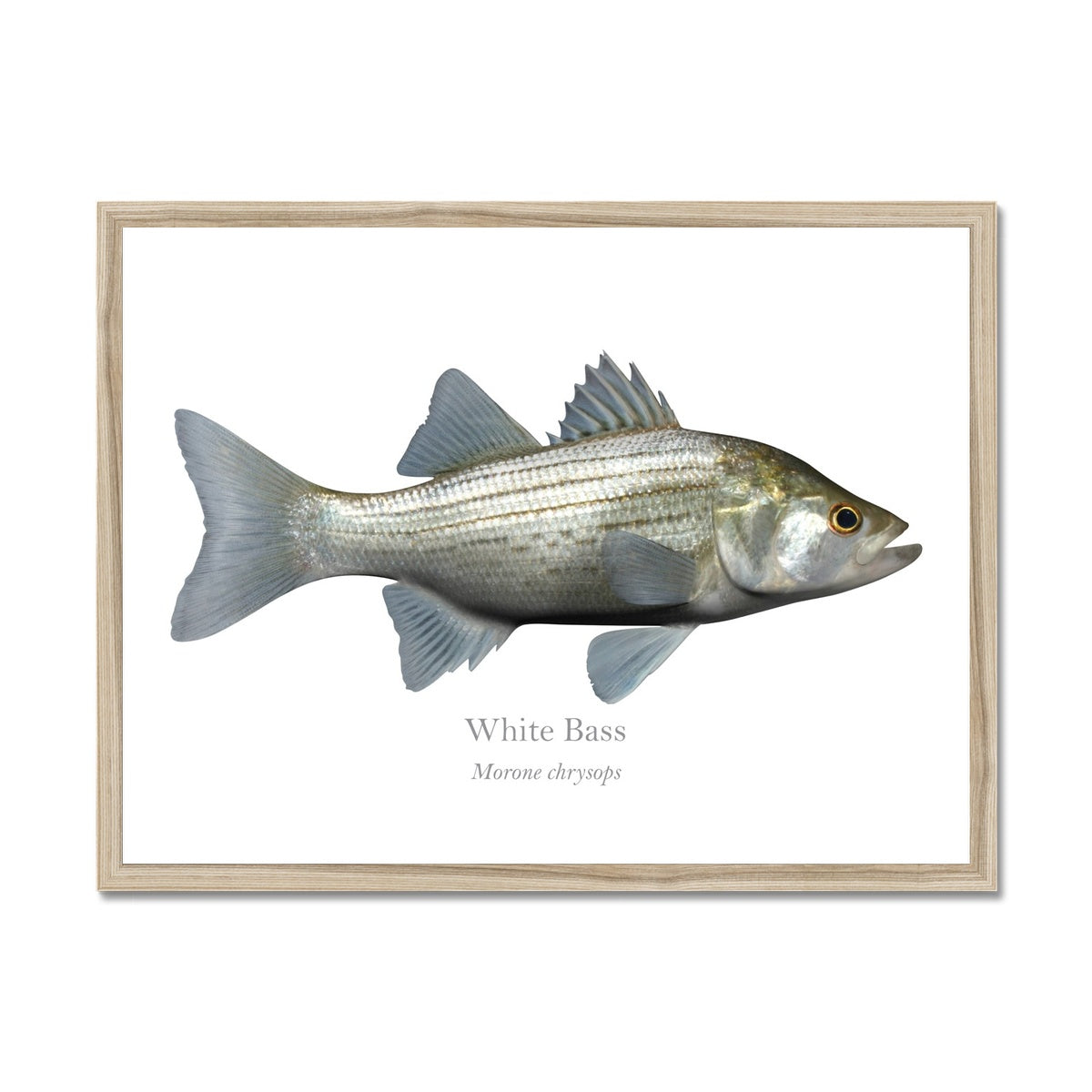 White Bass - Framed Print - With Scientific Name