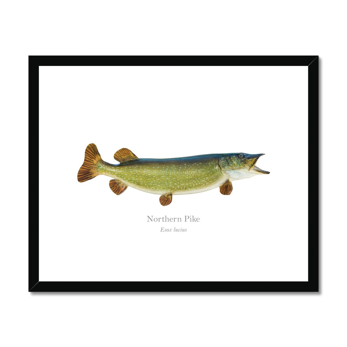 Northern Pike - Framed & Mounted Print - With Scientific Name