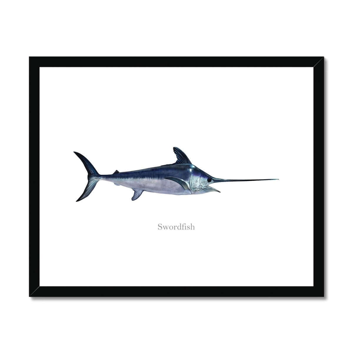 Swordfish - Framed & Mounted Print