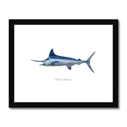 White Marlin - Framed & Mounted Print