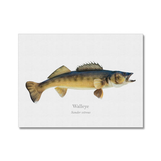 Walleye - Canvas Print - With Scientific Name