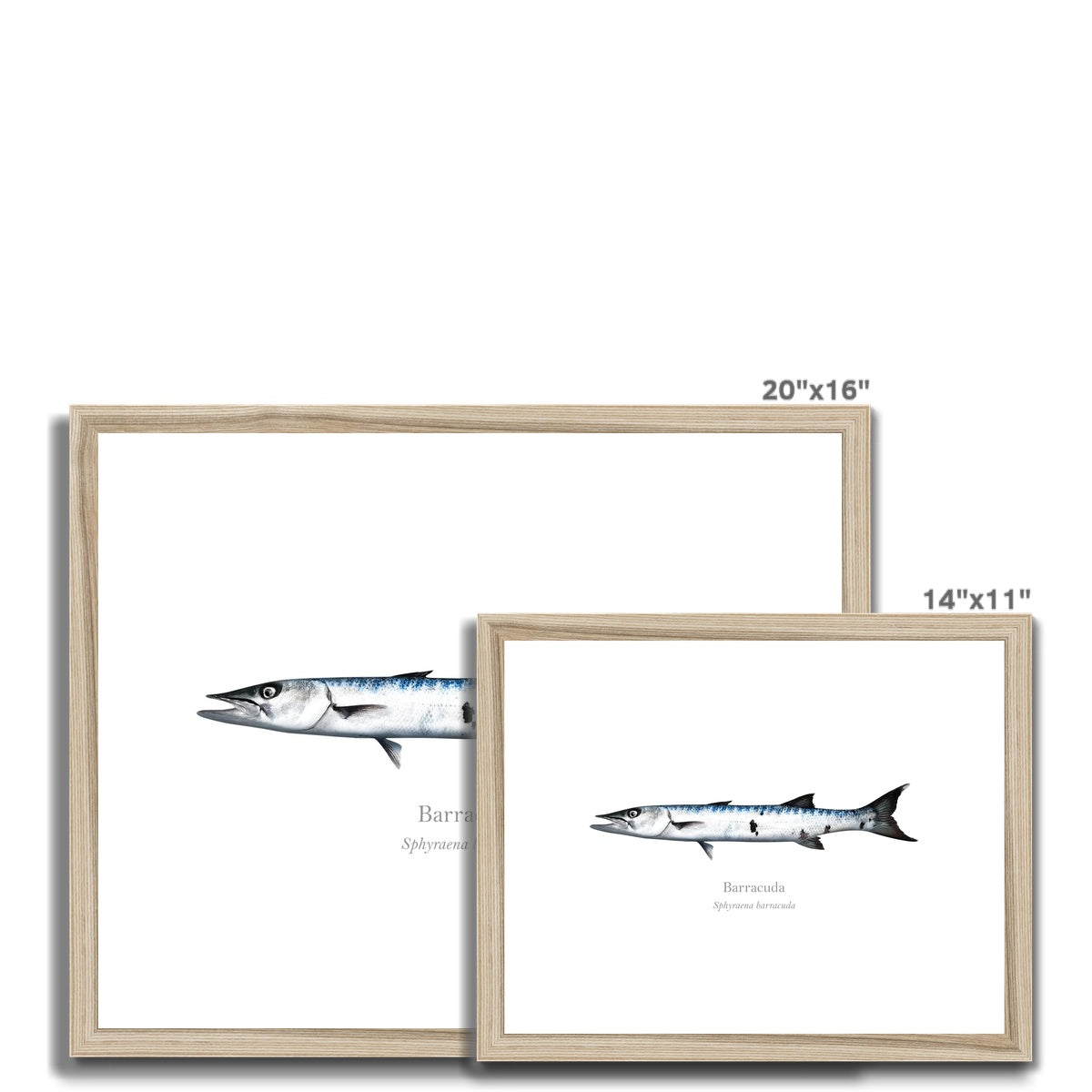 Barracuda - Framed & Mounted Print - With Scientific Name