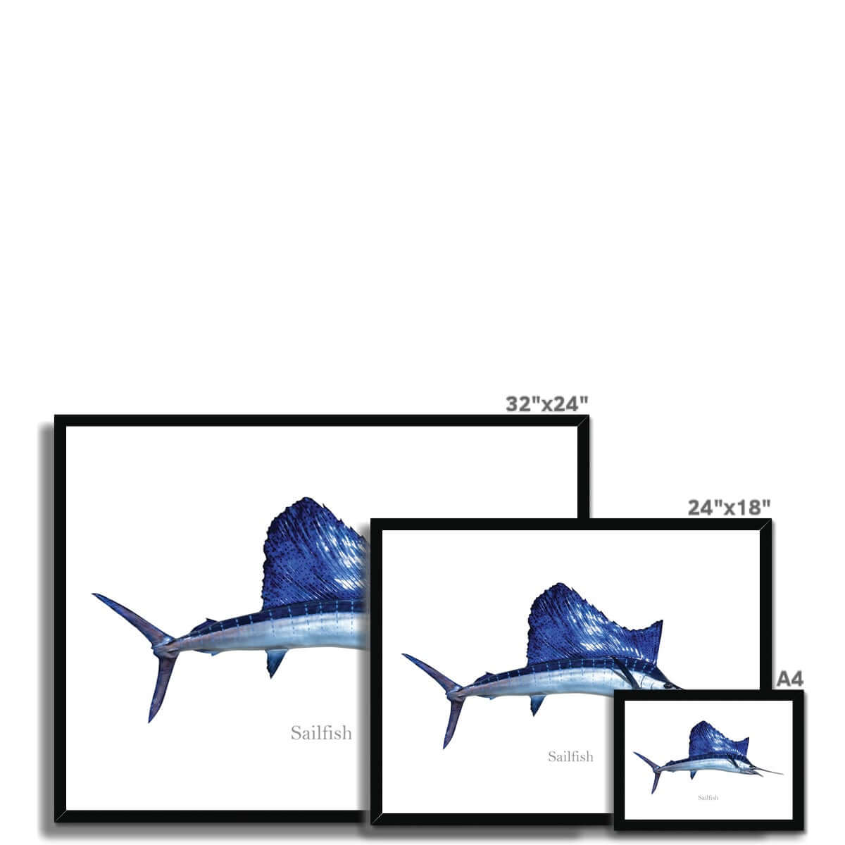 Sailfish - Framed Print