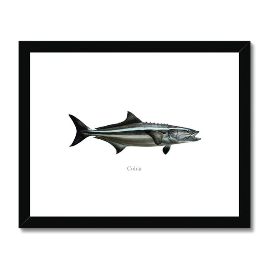 Cobia - Framed & Mounted Print