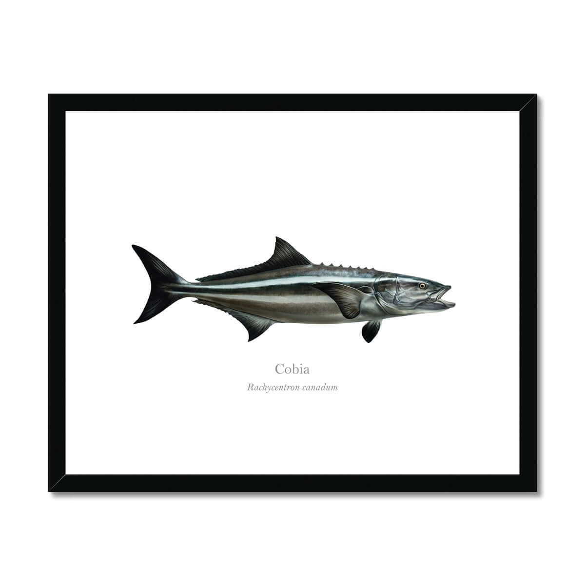 Cobia - Framed & Mounted Print - With Scientific Name