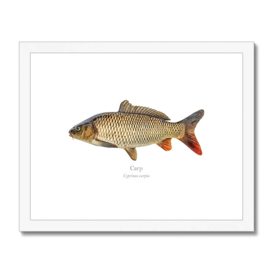 Carp - Framed & Mounted Print - With Scientific Name