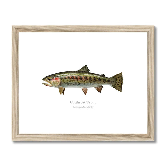 Cutthroat Trout - Framed & Mounted Print - With Scientific Name