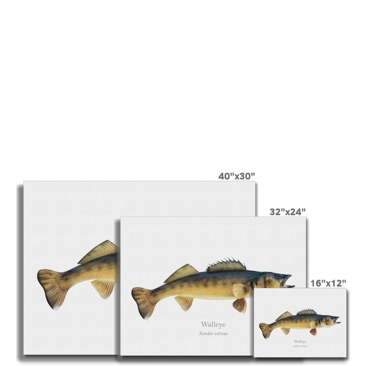Walleye - Canvas Print - With Scientific Name
