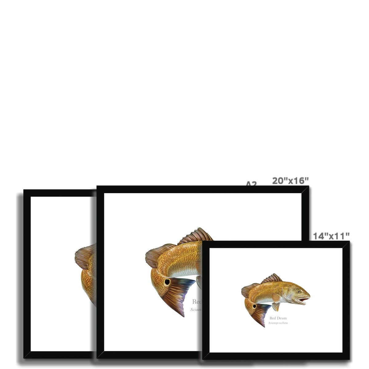 Red Drum - Framed & Mounted Print - With Scientific Name