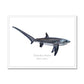Thresher Shark - Framed Print - With Scientific Name