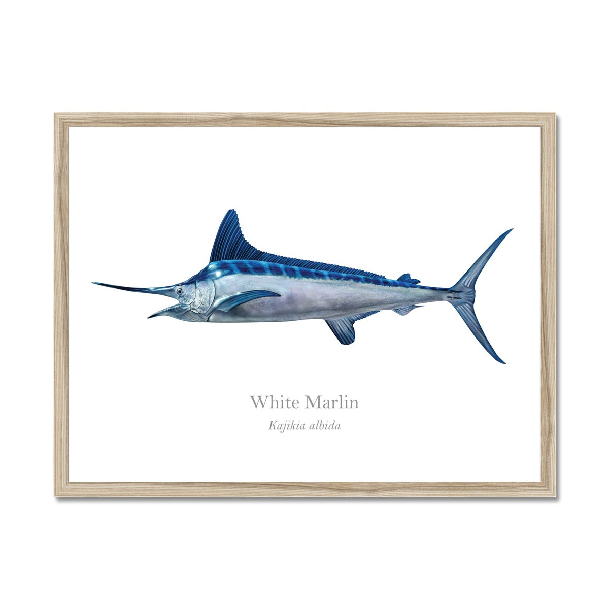 White Marlin - Framed Print - With Scientific Name