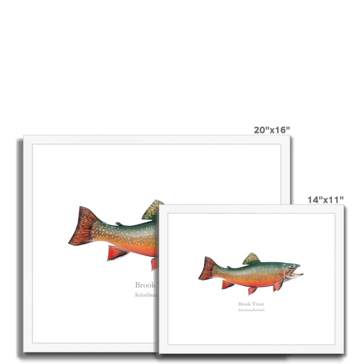 Brook Trout - Framed & Mounted Print - With Scientific Name