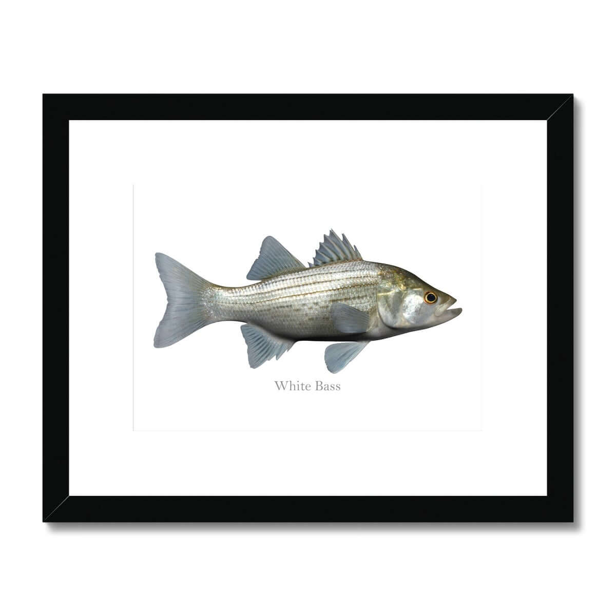 White Bass - Framed & Mounted Print