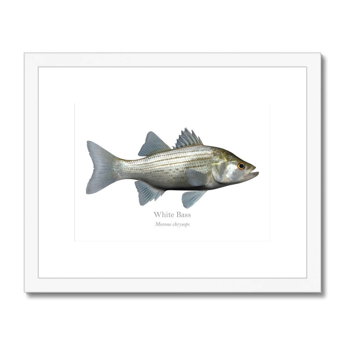 White Bass - Framed & Mounted Print - With Scientific Name