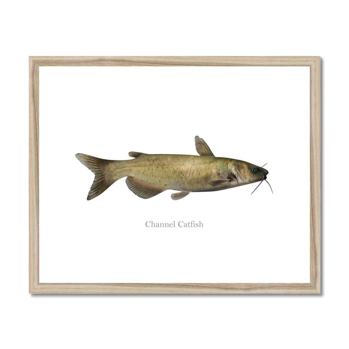 Channel Catfish - Framed & Mounted Print