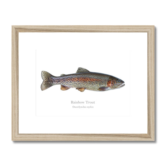Rainbow Trout - Framed & Mounted Print - With Scientific Name