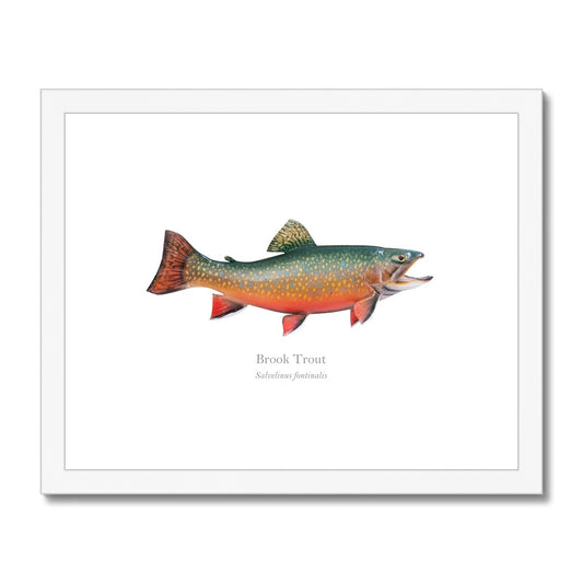 Brook Trout - Framed & Mounted Print - With Scientific Name
