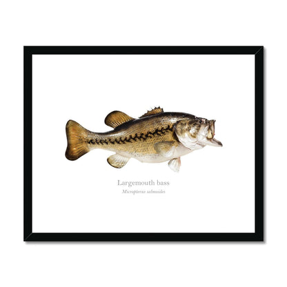 Largemouth Bass - Framed & Mounted Print - With Scientific Name