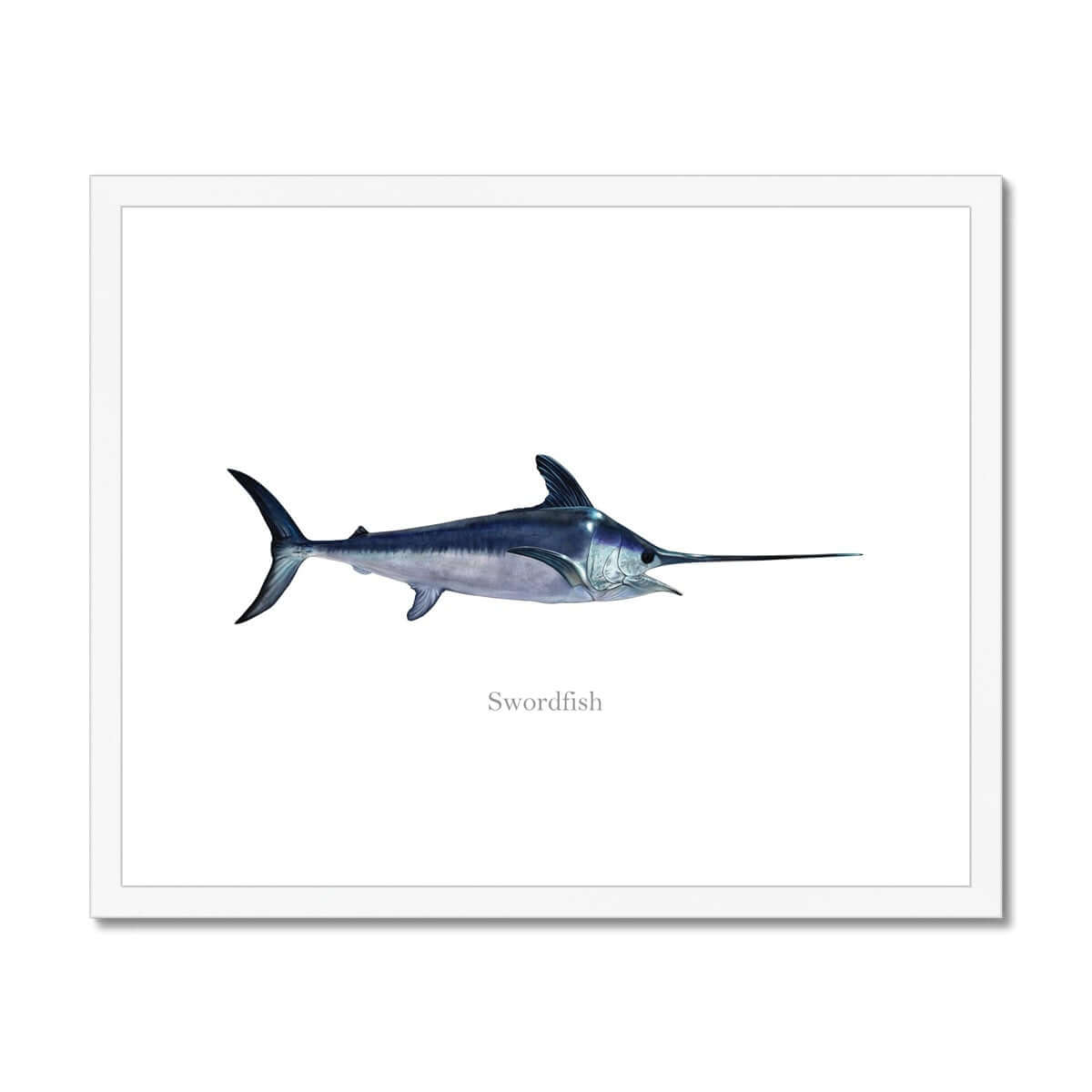 Swordfish - Framed & Mounted Print