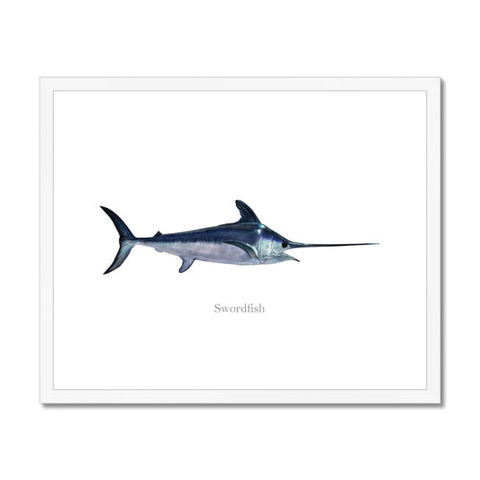 Swordfish - Framed & Mounted Print
