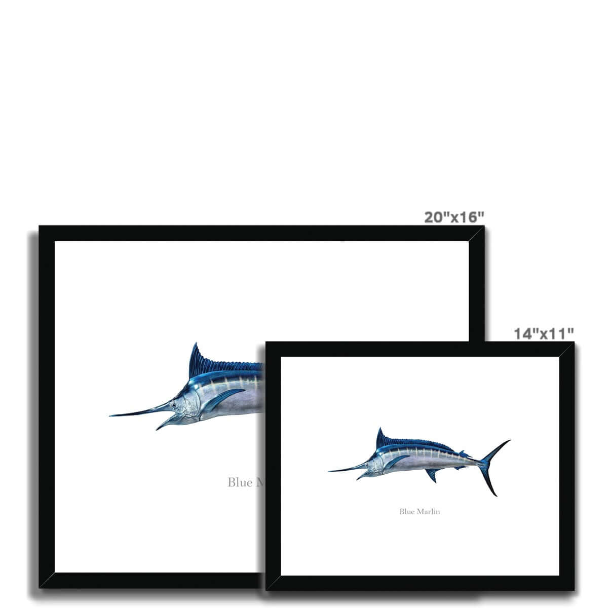 Blue Marlin - Framed & Mounted Print