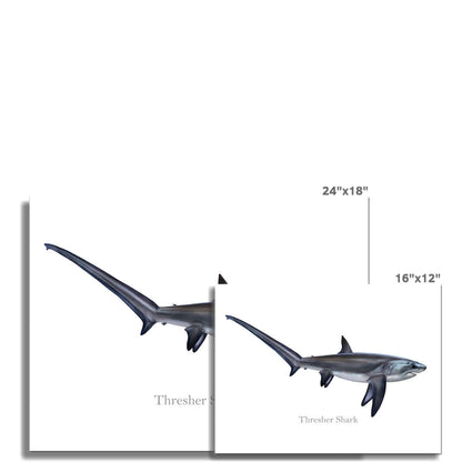 Thresher Shark - Art Print