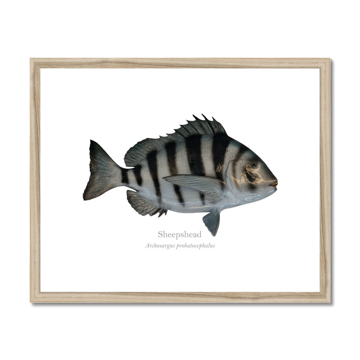 Sheepshead - Framed & Mounted Print - With Scientific Name