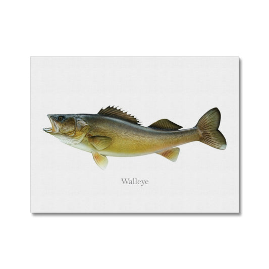 Walleye Canvas - Canvas Print