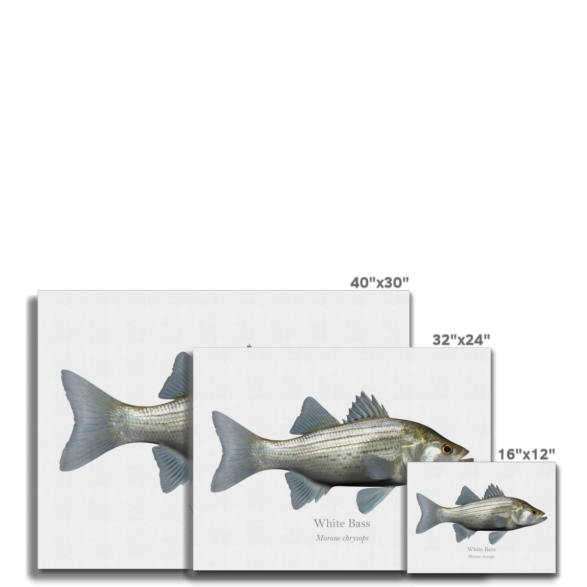 White Bass - Canvas Print - With Scientific Name