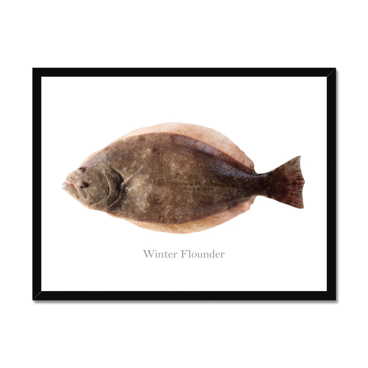 Winter Flounder - Framed Print