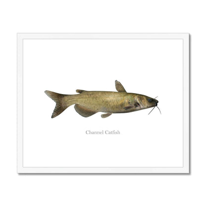 Channel Catfish - Framed & Mounted Print