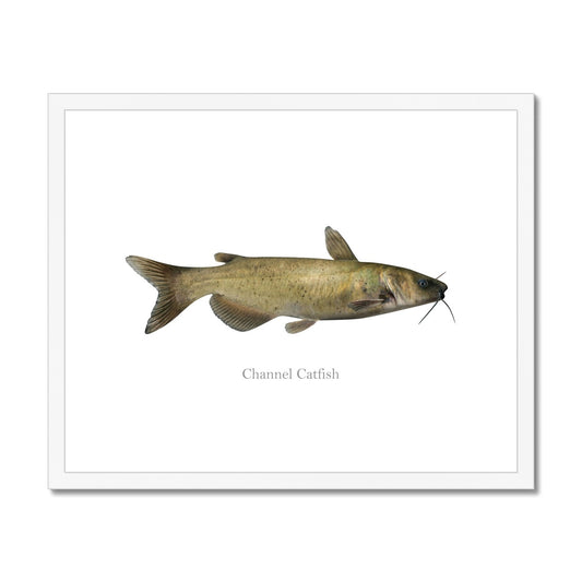 Channel Catfish - Framed & Mounted Print