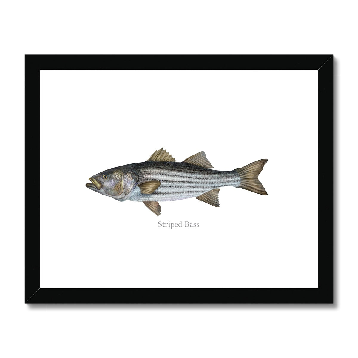 Striped Bass - Framed & Mounted Print