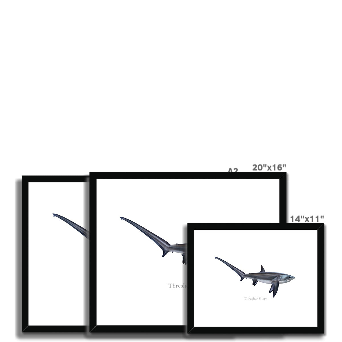 Thresher Shark - Framed & Mounted Print