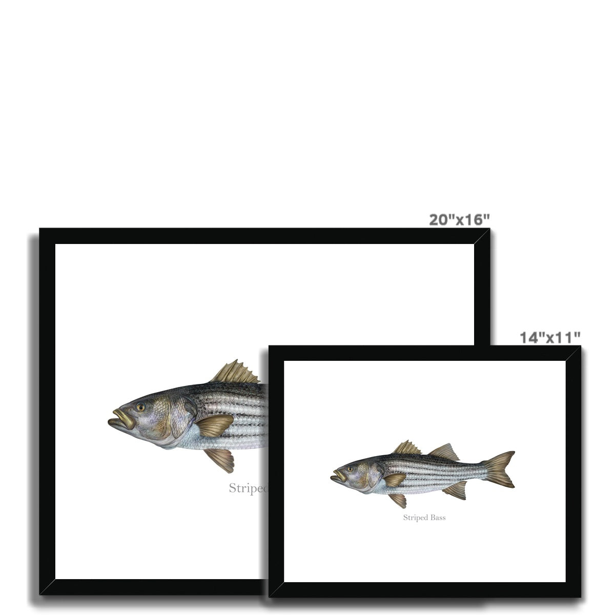 Striped Bass - Framed & Mounted Print