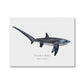 Thresher Shark - Canvas Print - With Scientific Name