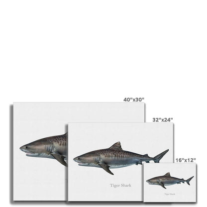 Three canvas prints featuring tiger sharks in varying sizes, labeled with dimensions 40"x30", 32"x24", and 16"x12".