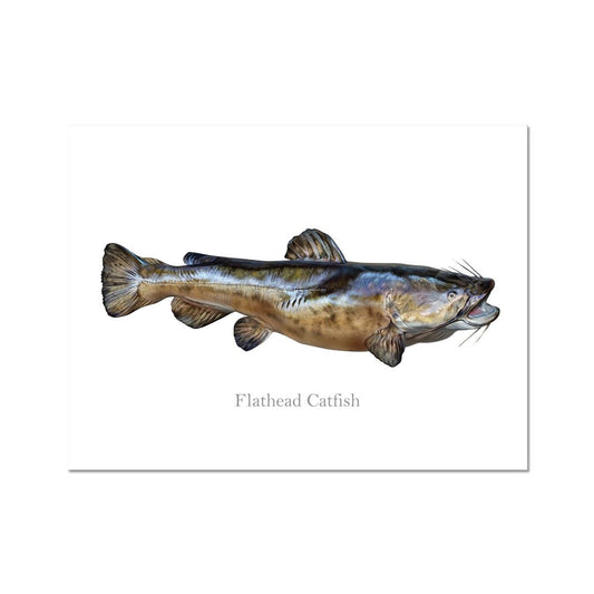 Flathead Catfish - Art Print - madfishlab.com