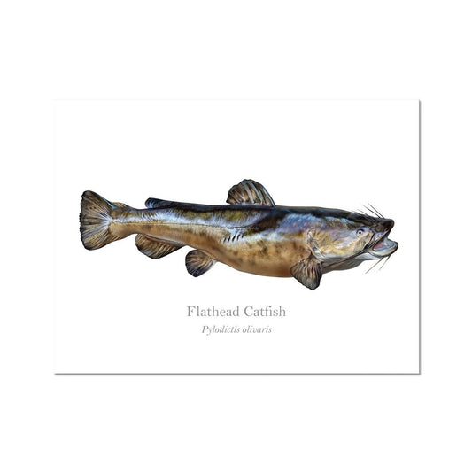 Flathead Catfish - Art Print - With Scientific Name - madfishlab.com