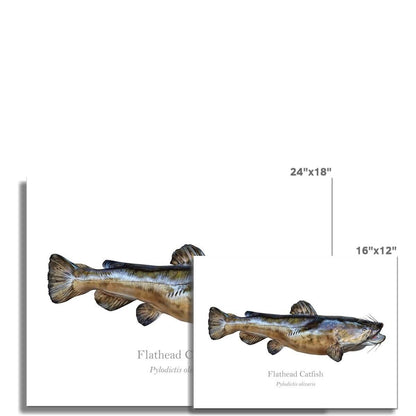 Flathead Catfish - Art Print - With Scientific Name - madfishlab.com