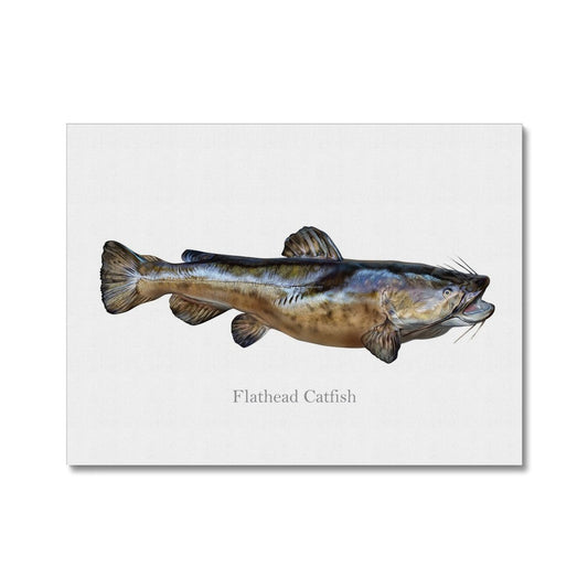 Flathead Catfish - Canvas Print - madfishlab.com