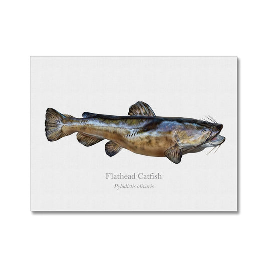 Flathead Catfish - Canvas Print - With Scientific Name - madfishlab.com