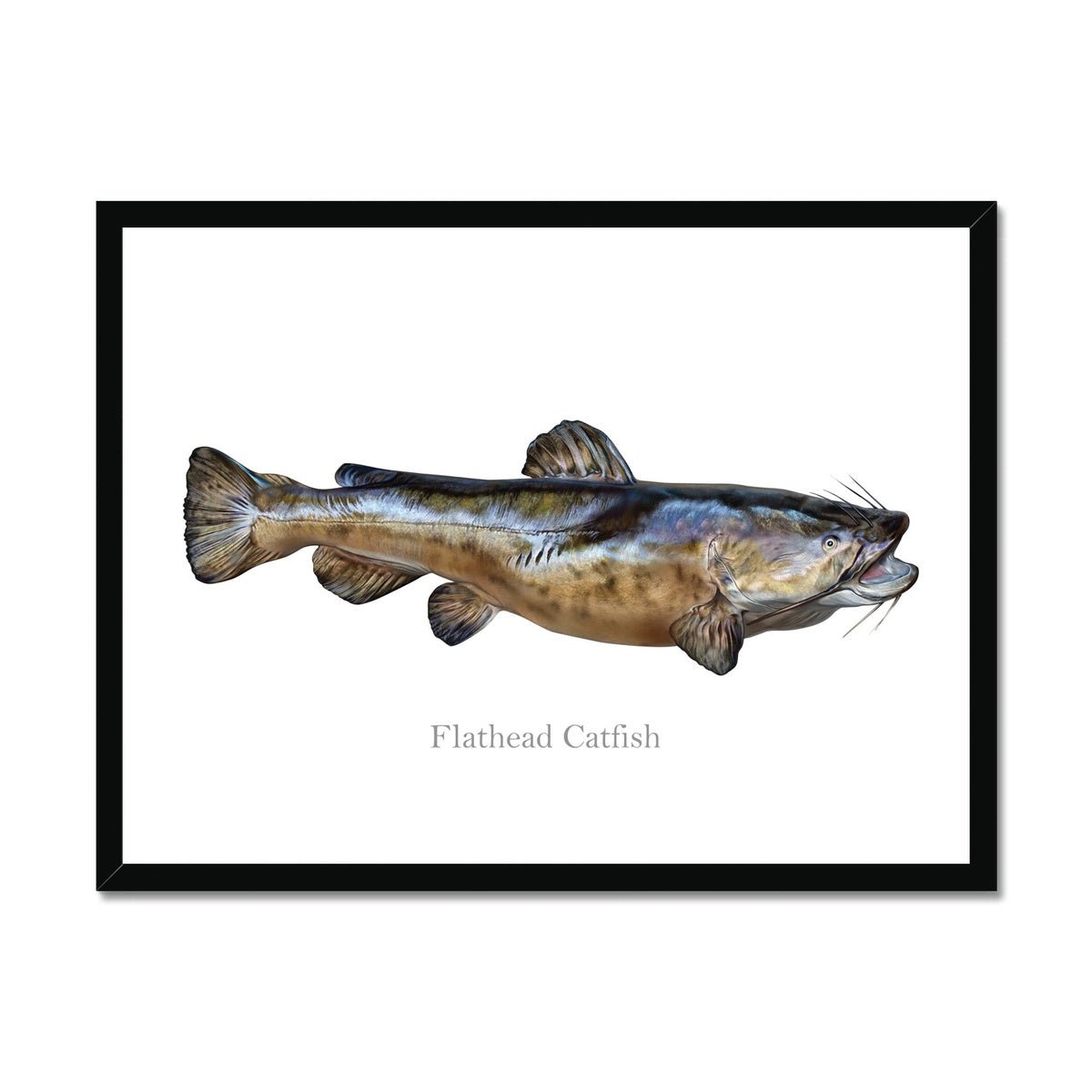 Flathead Catfish - Framed Print - madfishlab.com
