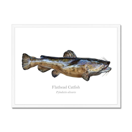 Flathead Catfish - Framed Print - With Scientific Name - madfishlab.com