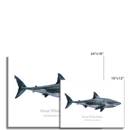 Great White Shark - Art Print - With Scientific Name - madfishlab.com