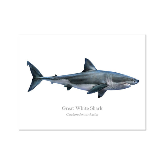 Great White Shark - Art Print - With Scientific Name - madfishlab.com