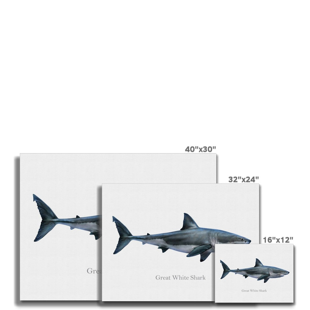 Great White Shark - Canvas Print - madfishlab.com