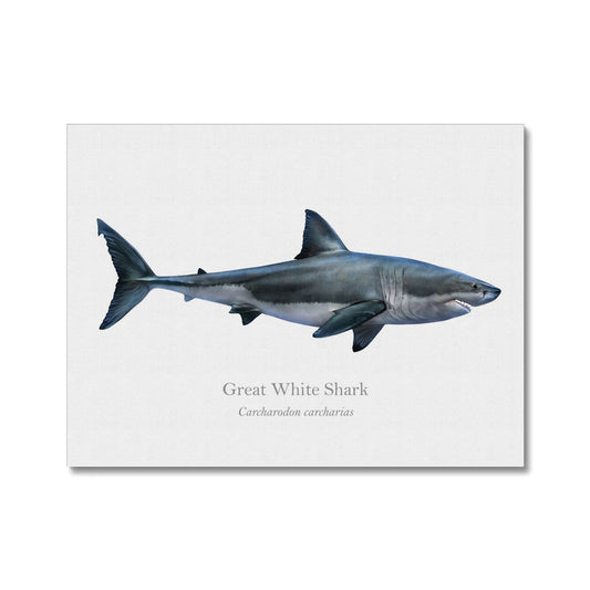 Great White Shark - Canvas Print - With Scientific Name - madfishlab.com