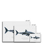 Great White Shark - Canvas Print - With Scientific Name - madfishlab.com