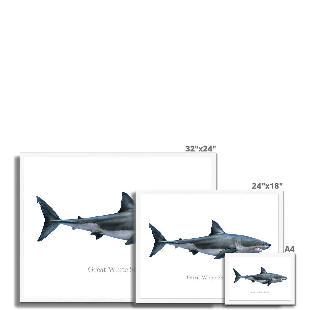 Great White Shark - Framed Print - madfishlab.com